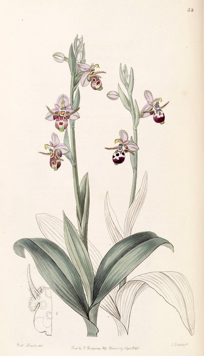 Ophrys scolopax subsp. cornuta by Miss Drake